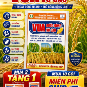 Vua Rước Đồng Vô Gạo