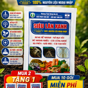 SIÊU LÂN XANH  Bung rễ nhanh – Nở bụi tốt – Đẻ nhánh nhiều – Cây cứng khỏe