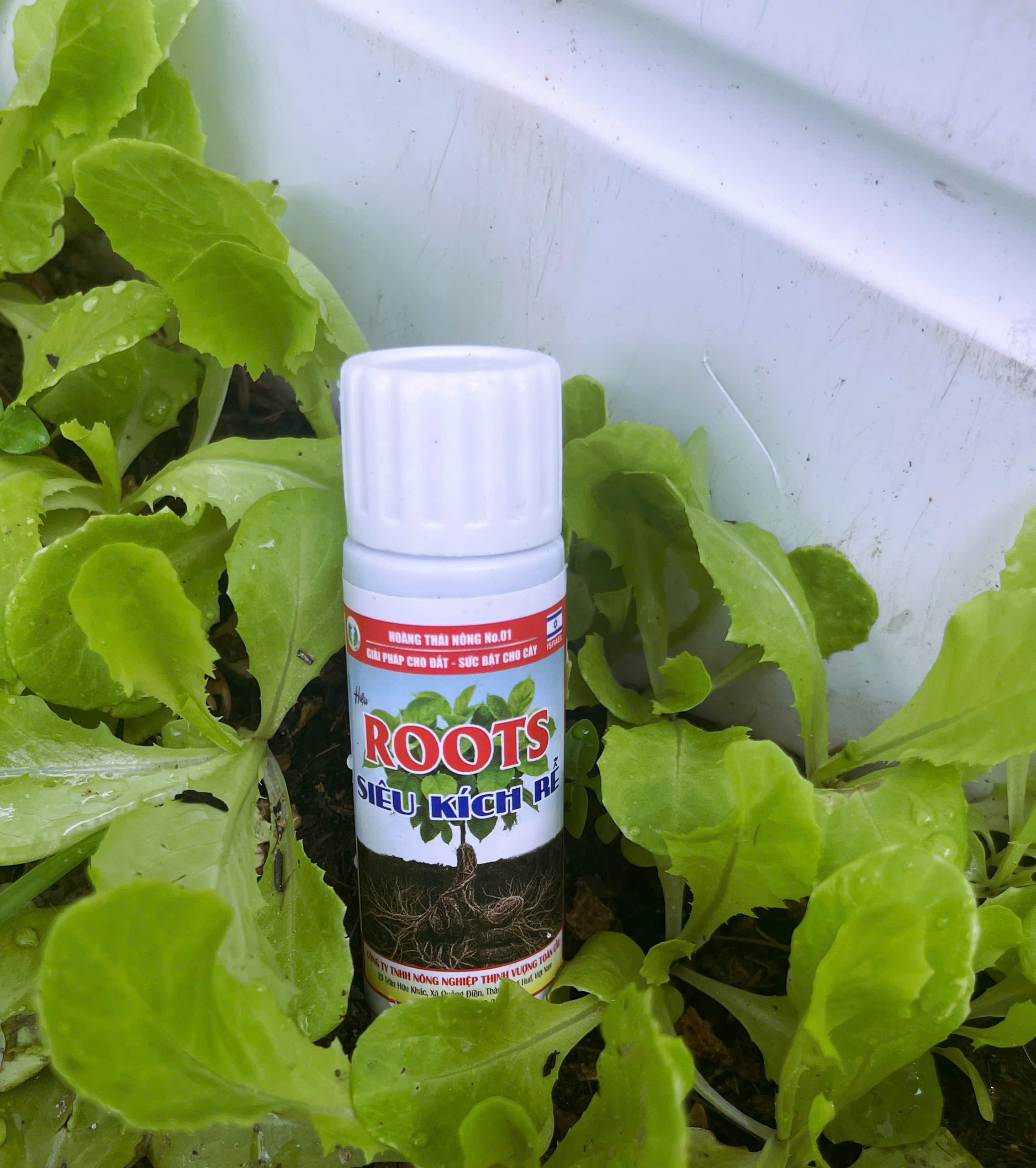 ROOTS – SIÊU KÍCH RỄ - Ảnh 2