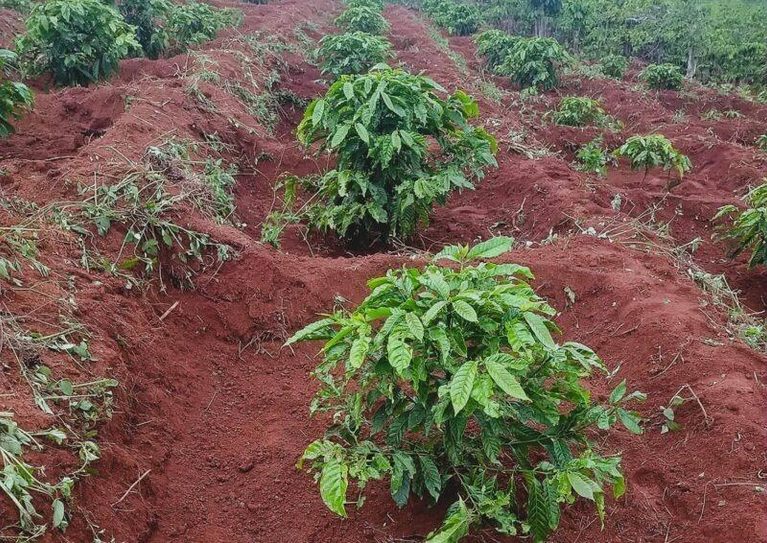 Vườn cà phê ở Tây Nguyên, những hàng cây cà phê xanh trên đất đỏ