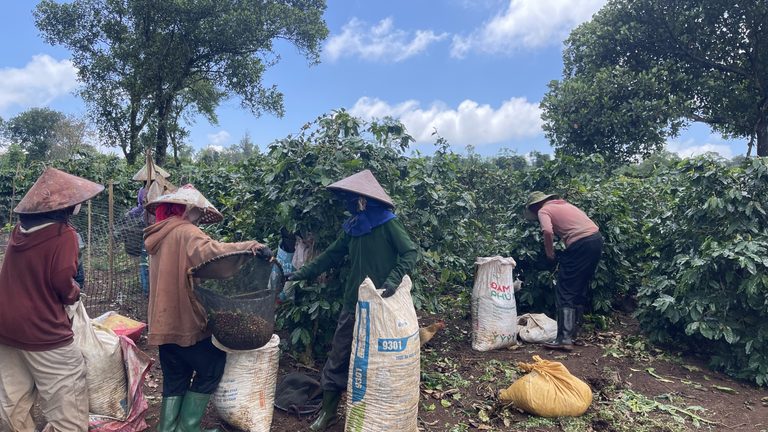 Thăm vườn cà phê Khe Sanh cuối vụ và quy trình chăm sóc cà phê sau thu hoạch chuẩn kỹ thuật - Thịnh Vượng Toàn Cầu